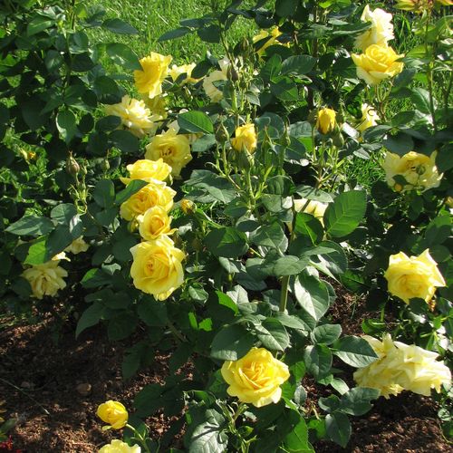 Žlutá - Stromkové růže, květy kvetou ve skupinkách - stromková růže s keřovitým tvarem koruny